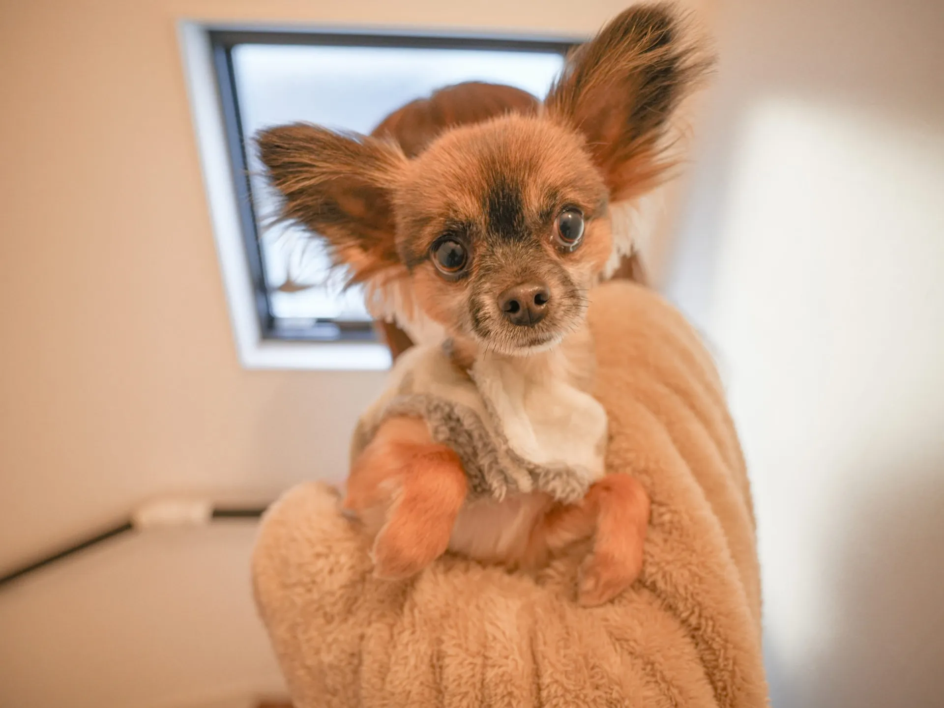 「趣味室」を備えた1.5階建て住宅